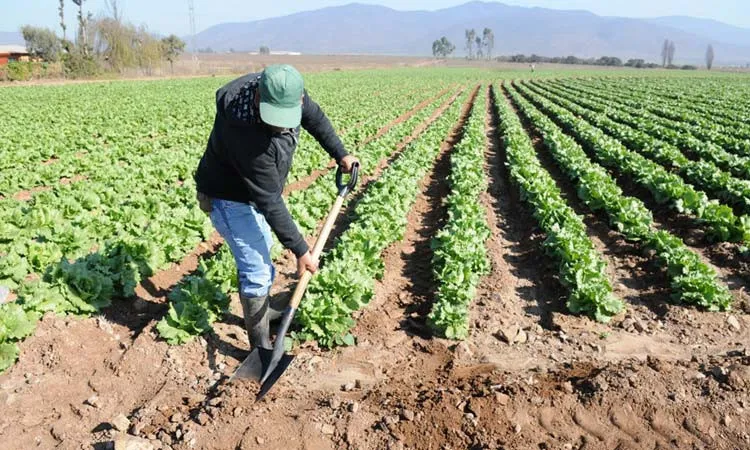 Agricultores mantienen llamado a huelga para el próximo 27 de junio