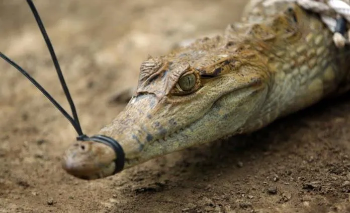 Caimán ataca a una mujer que paseaba con su perro cerca de un lago de Florida