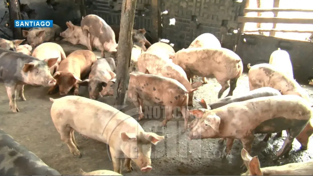 Sacrifican unos 600 cerdos por peste porcina en Santiago