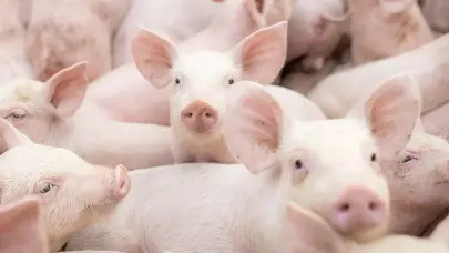 Ganadería recuerda no se puede movilizar cerdos sin certificación para frenar la PPA