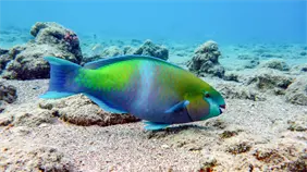 Estudio en RD y Panam&aacute; muestra reducci&oacute;n de cadena alimentaria marina