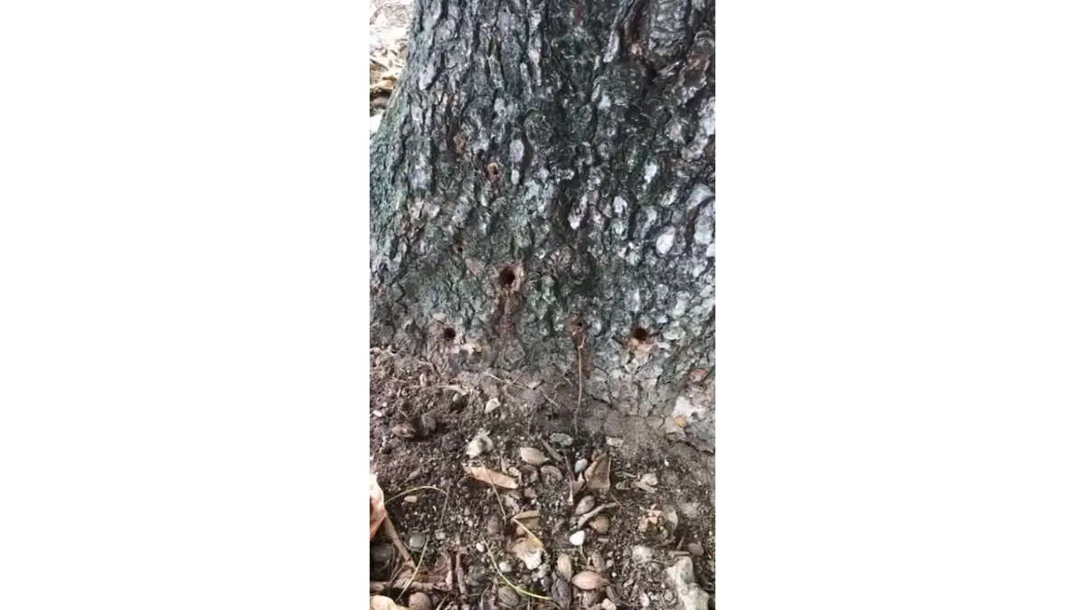 Denuncian tratan de secar árbol en sector Las Caobas