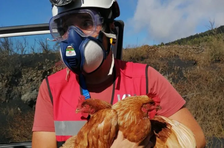 Veterinario que perdió su casa La Palma encuentra alivio rescatando animales