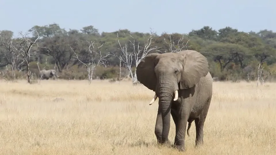 Una elefanta mata a turista en Parque Nacional
