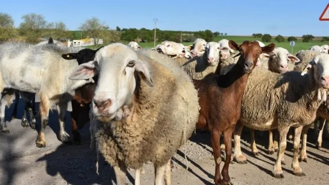 FEDA informa que impulsará la crianza de chivos y ovejas en la región sur del país