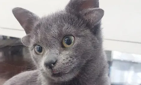Midas, una gatita con cuatro orejas, crea sensación en Internet