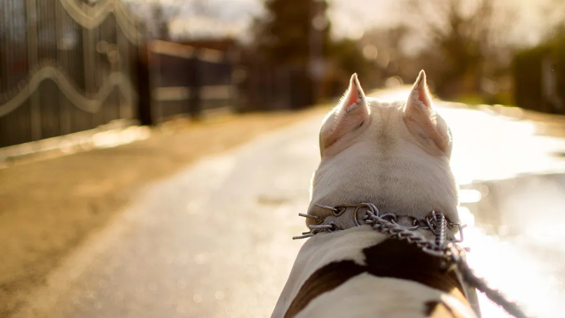 Mujer de Florida mata a cuchilladas a la mascota de su marido para vengarse
