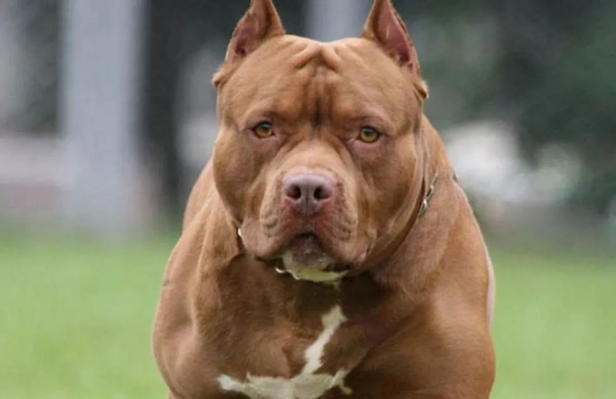 Una pitbull le arranca el brazo entero a un niño de cuatro años que quiso tocar a sus cachorros