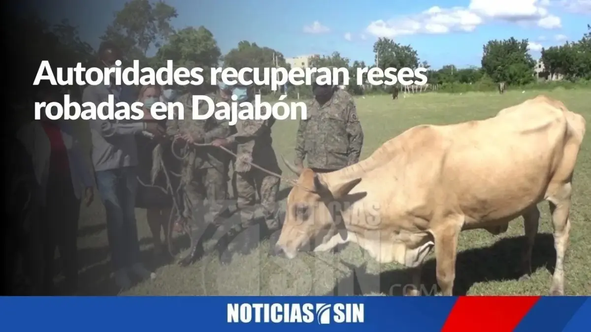 Autoridades recuperan reses robadas en Dajabón