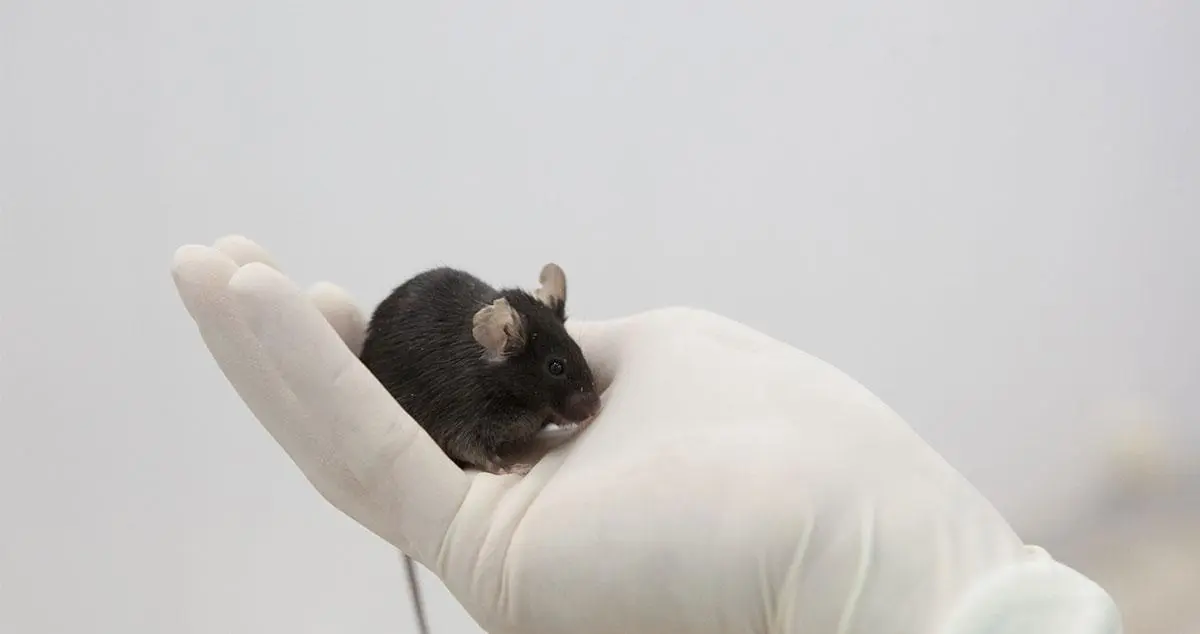 Ómicron provoca una enfermedad menos grave que Delta en estudio con ratones