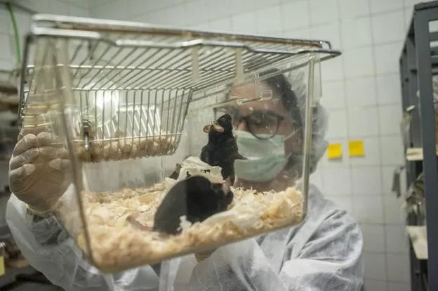 Utilizan la toxina mortal ántrax para bloquear el dolor en ratones