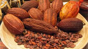 Tabaco, cacao y frutas entre los productos agropecuarios más exportados