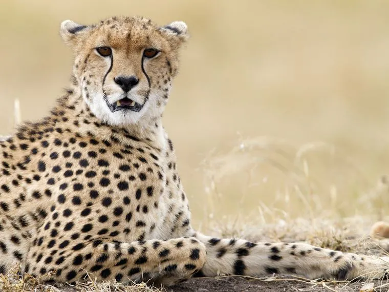 La India reintroducirá 50 ejemplares de guepardo tras siete décadas extintos