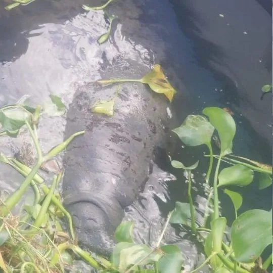 Video: Agresores de manatí Juanita piden disculpas