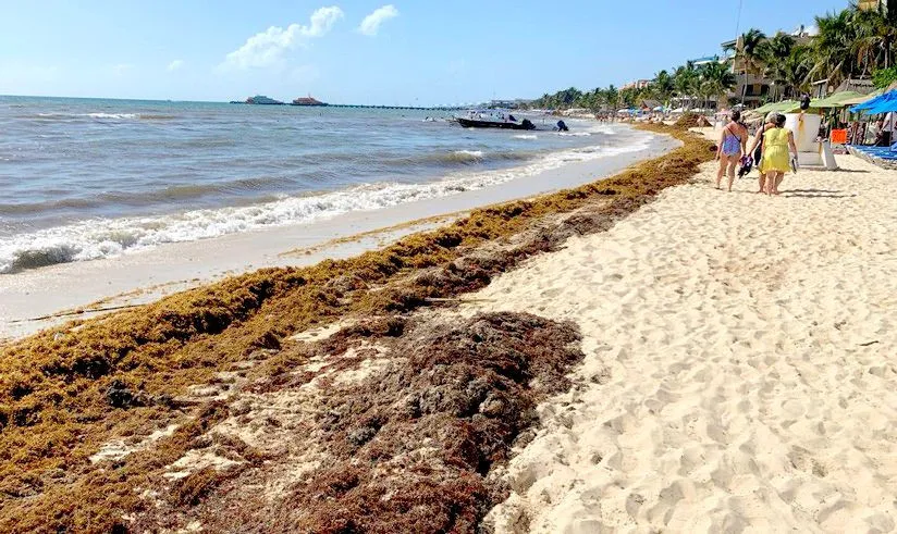 El sargazo comienza a llegar a las playas del país, llaman a actuar de inmediato