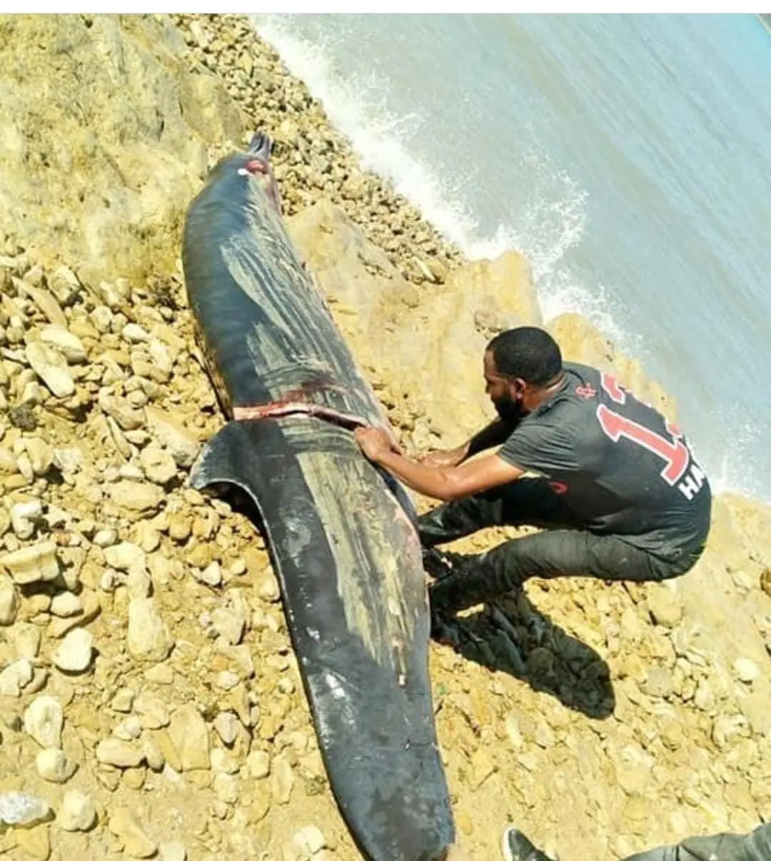 Medio Ambiente confirma ballena encontrada en Montecristi murió de forma súbita