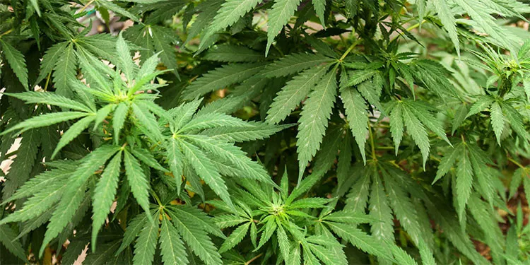 Agricultores de Nueva York podrán comenzar en breve el cultivo de marihuana