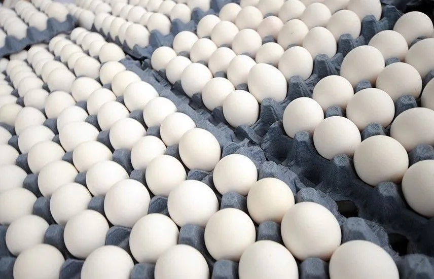 Industria avícola de Moca a punto de romperse como un huevo