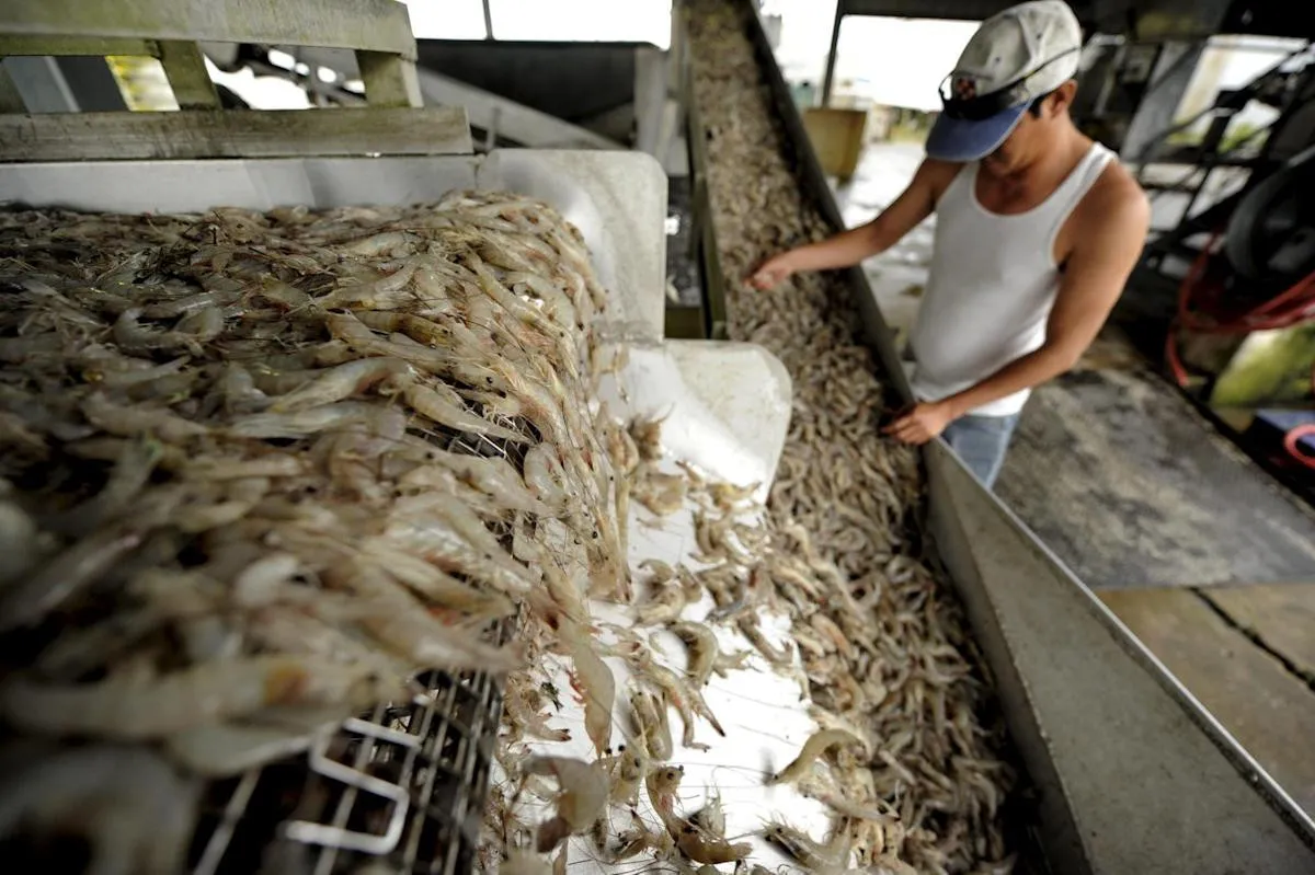 Detienen barco en Florida con 5.000 kilos de camarones capturados ilegalmente
