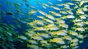 Peces de arrecifes en Fiyi presentan altos niveles de micropl&aacute;sticos, seg&uacute;n estudio cient&iacute;fico