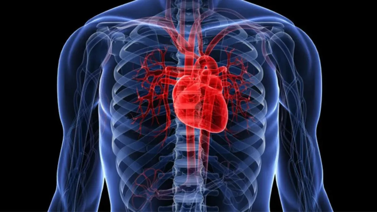 Identifican un mecanismo que puede ser esencial para regenerar órganos