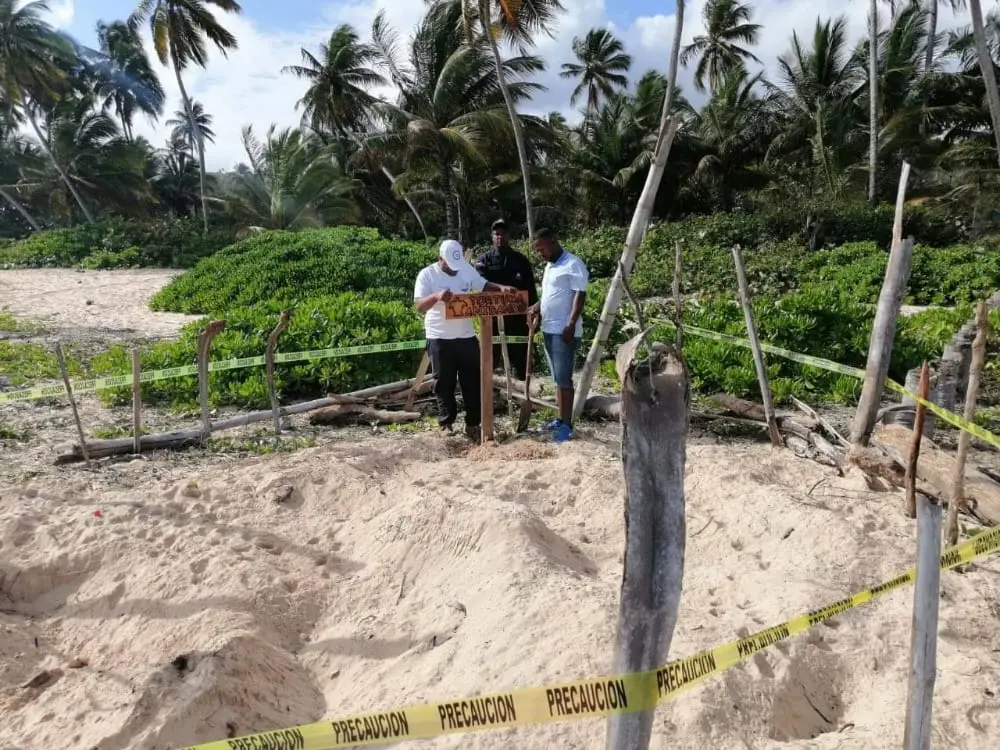 Autoridades custodian nido de tortuga Tinglar en playa de Las Galeras en Samaná