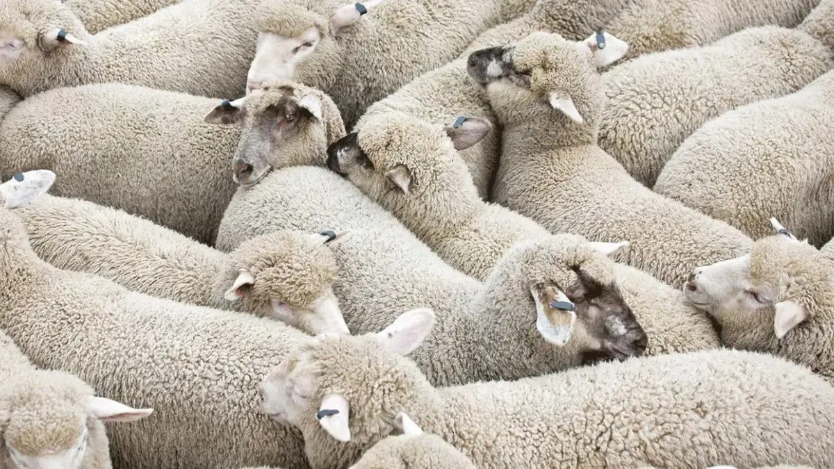 Ganadería afirma animales sacrificados dieron positivo al virus Lengua Azul