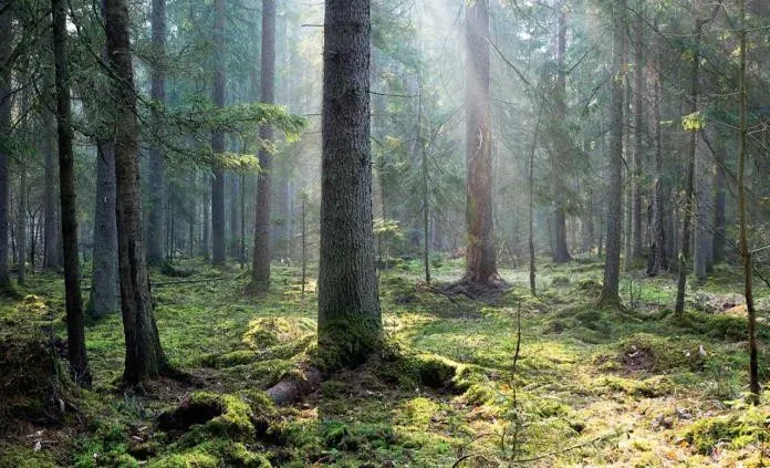 Estudio asegura suelo de América es clave para mitigar el cambio climático