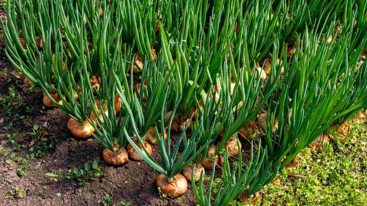 Inician siembra de 6 mil tareas de cebollas en Azua