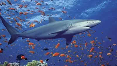 Desconocidos asesinan tiburón azul en playa Bayahíbe