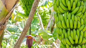 Productores de banano de República Dominicana y otros países protestan por precios bajos