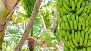 Productores de banano de República Dominicana y otros países protestan por precios bajos