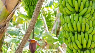 Productores de banano de República Dominicana y otros países protestan por precios bajos