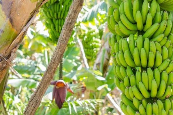 Productores de banano de República Dominicana y otros países protestan por precios bajos