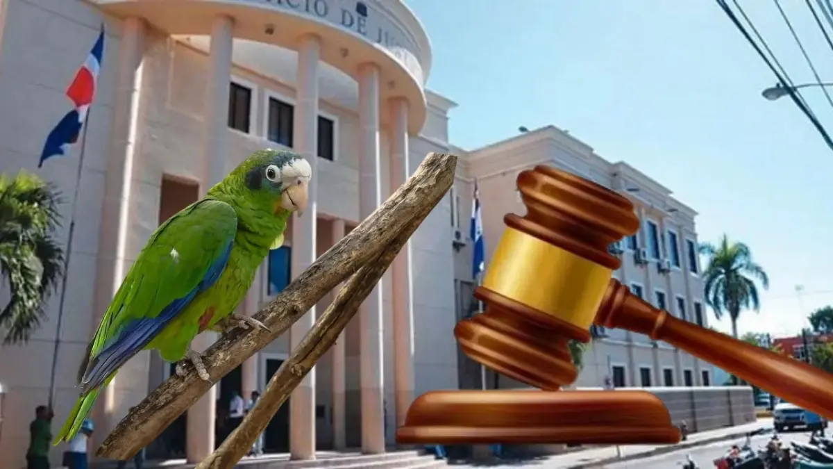 Impone garantía económica y presentación periódica contra vendedor de cotorras