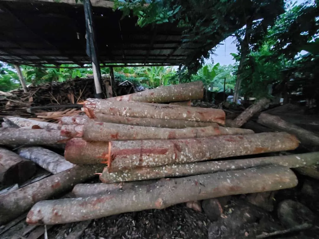 Ocupan caobas taladas por director municipal de Palmarejo