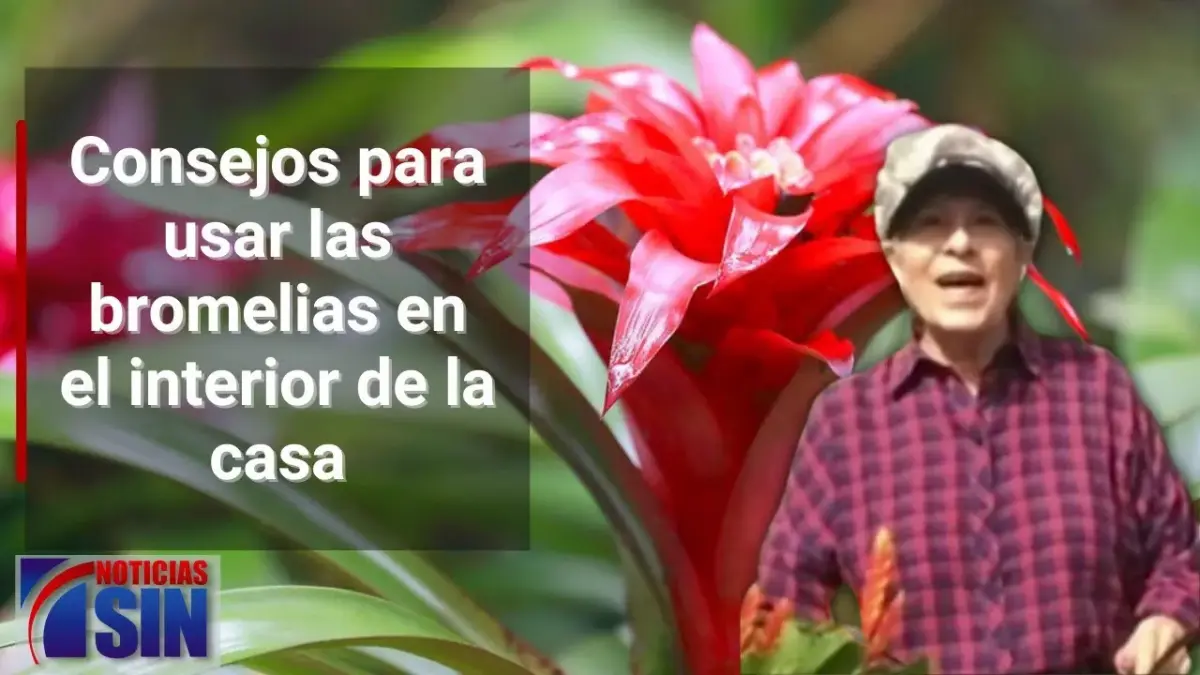 Bromelias en el interior de tu hogar