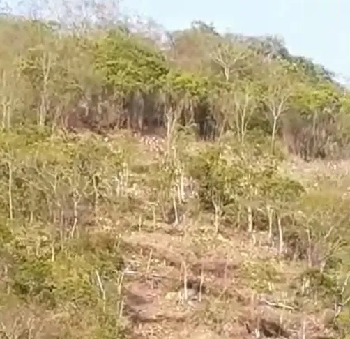 Denuncian tala de árboles en San José de Ocoa