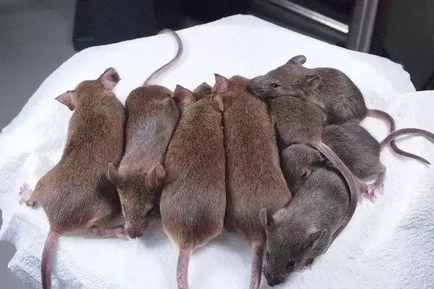 Científicos crean clones de ratones con células liofilizadas