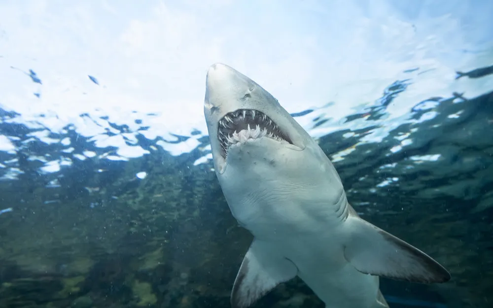 Menor hospitalizado con heridas graves tras ser mordido por un tiburón en Florida