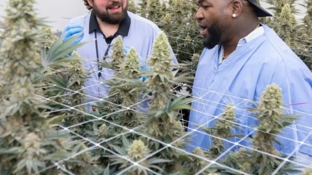 David Ortiz presenta Cannabis Big Papi: Una vez que abracé el flujo de la flor, todo cambió