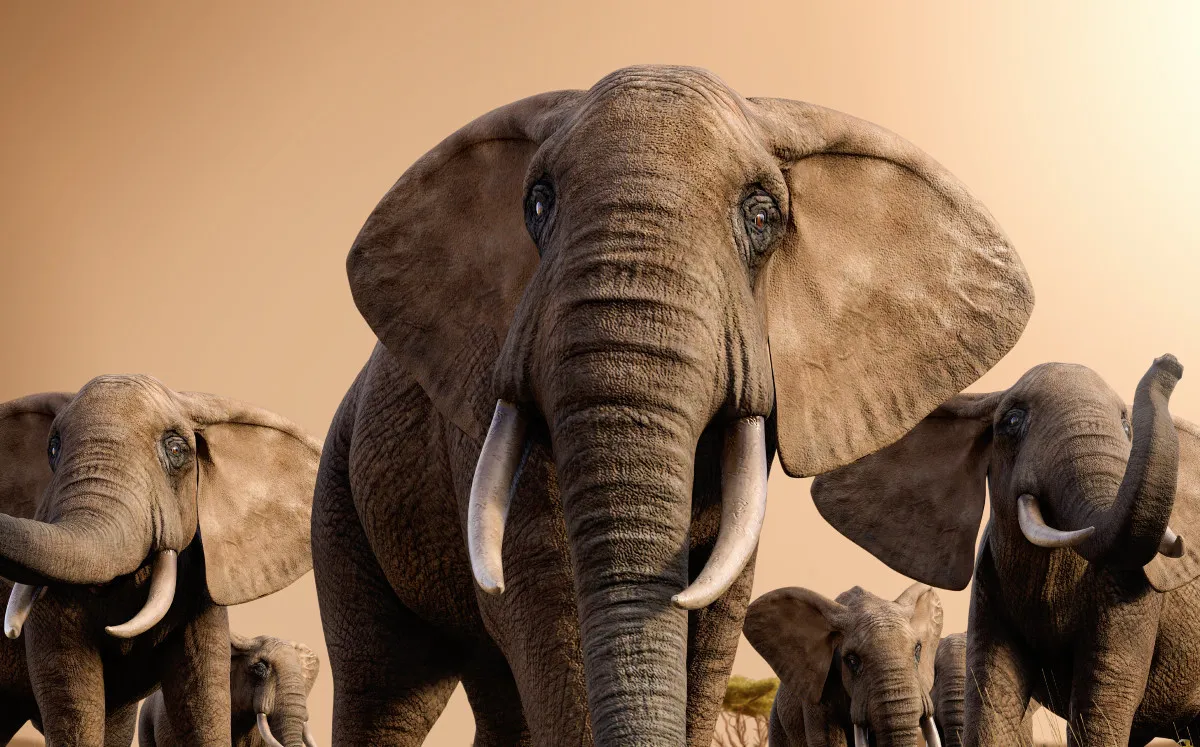 Descubren en Israel un colmillo de elefante de hace medio millón de años