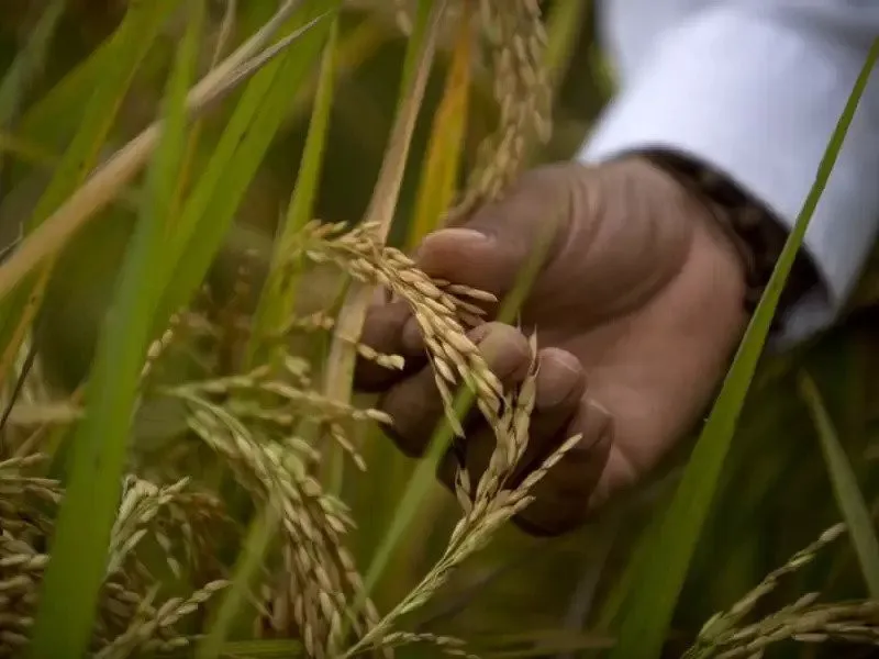 China cultiva arroz en el espacio para alimentar a astronautas en el futuro