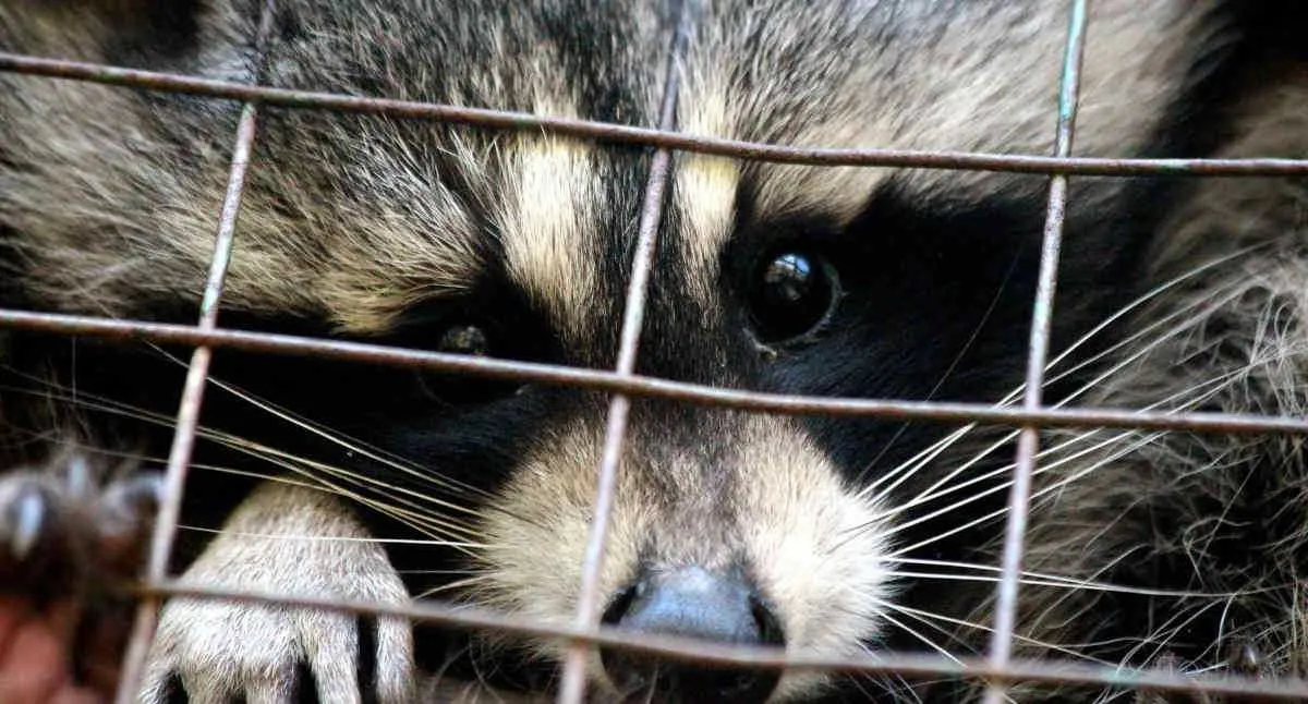 Un padre y su hija son arrestados por quemar vivo a un mapache