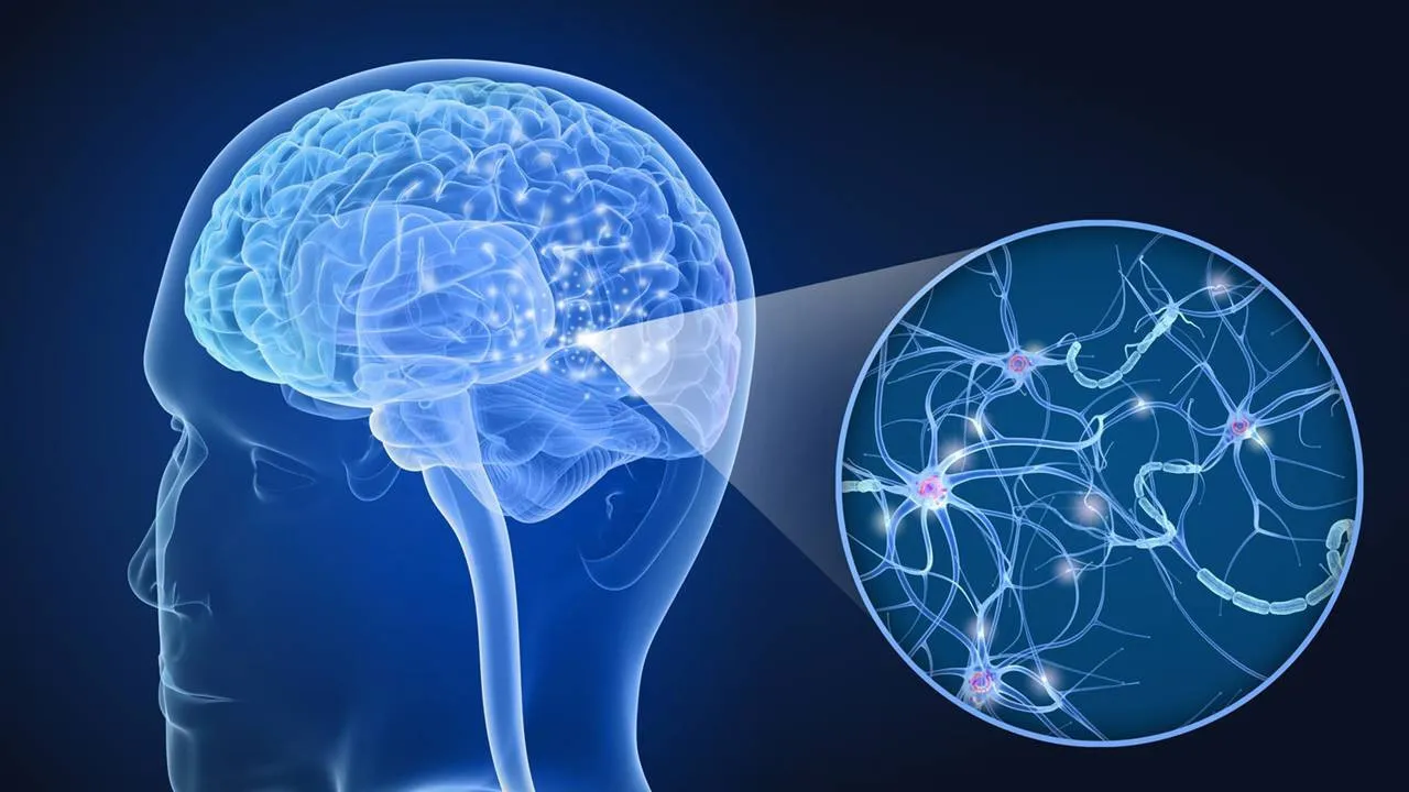 Cerebro de los “superancianos” tiene “superneuronas”