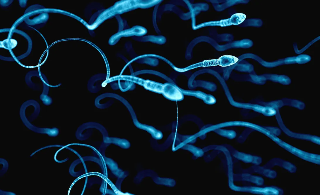 Aplican la Inteligencia Artificial para seleccionar esperma en reproducción