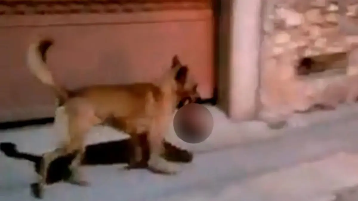 ¡De terror! Difunden video de un perro con una cabeza humana en la boca