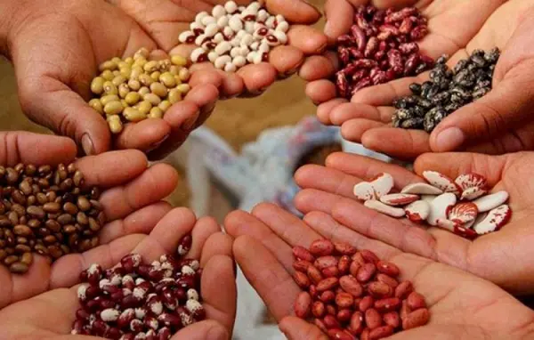 Senado aprueba en primera lectura el proyecto de Ley Nacional de Semillas