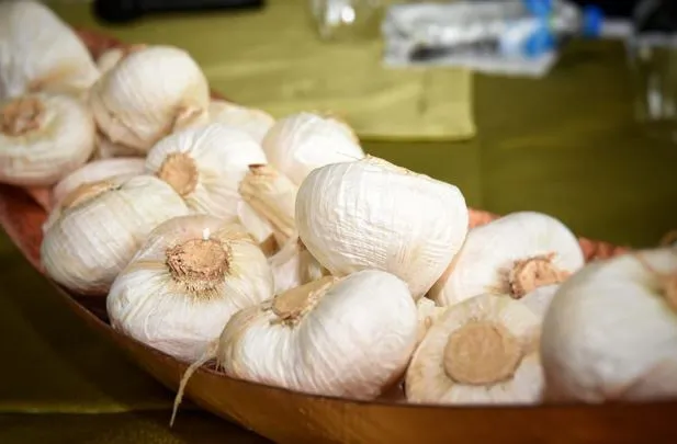 Agricultura da inicio a la siembra de ajo en Constanza