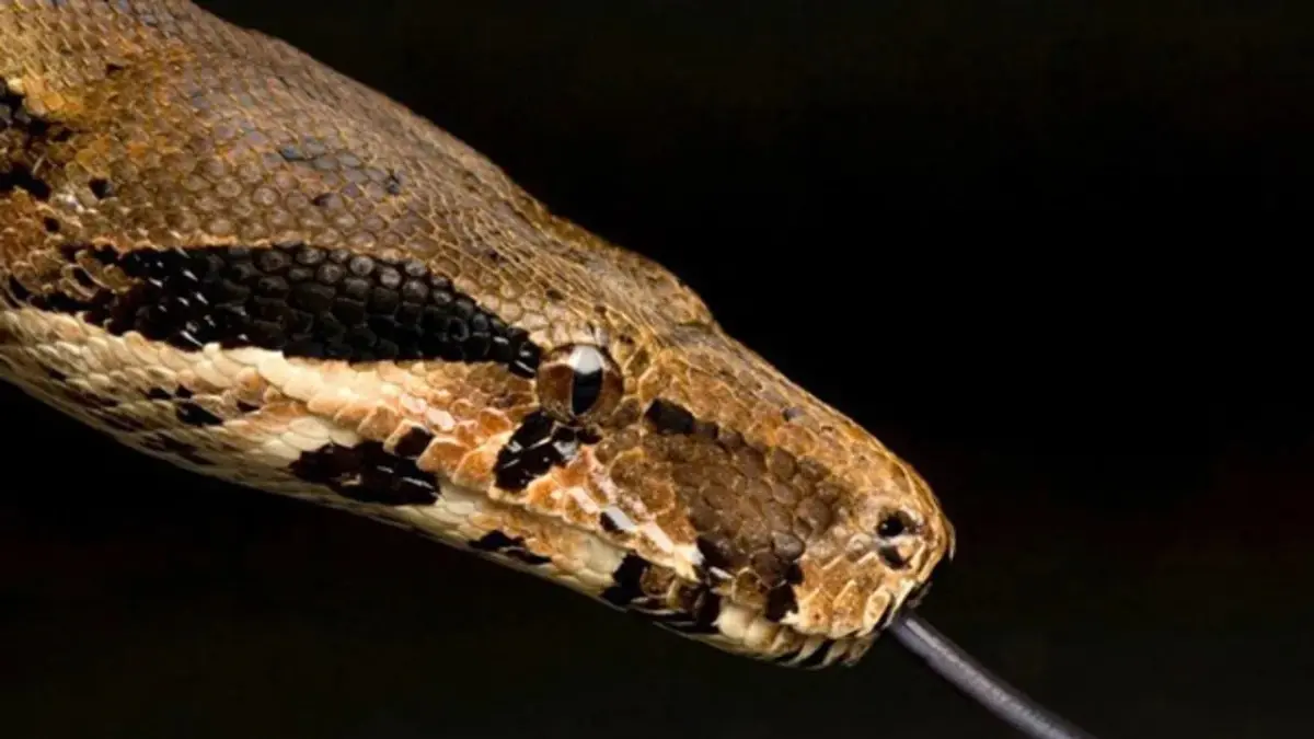 Condenan a mujer a un año de prisión por tenencia de una boa en Ecuador